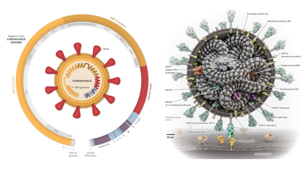 Covid Schematic