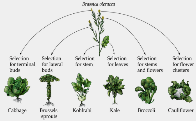 Brassica