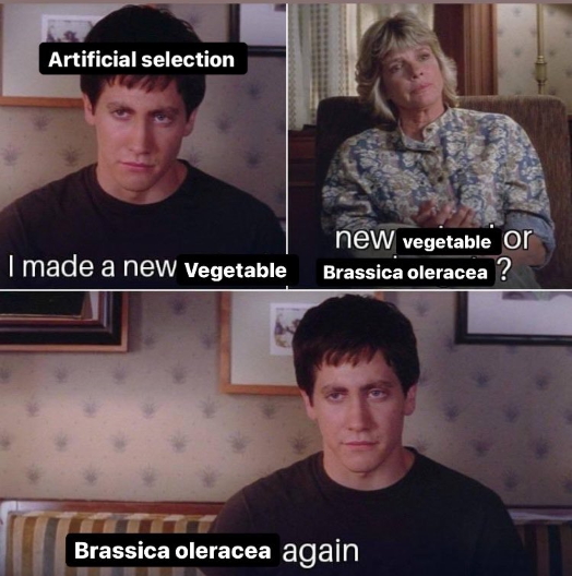Brassica 2