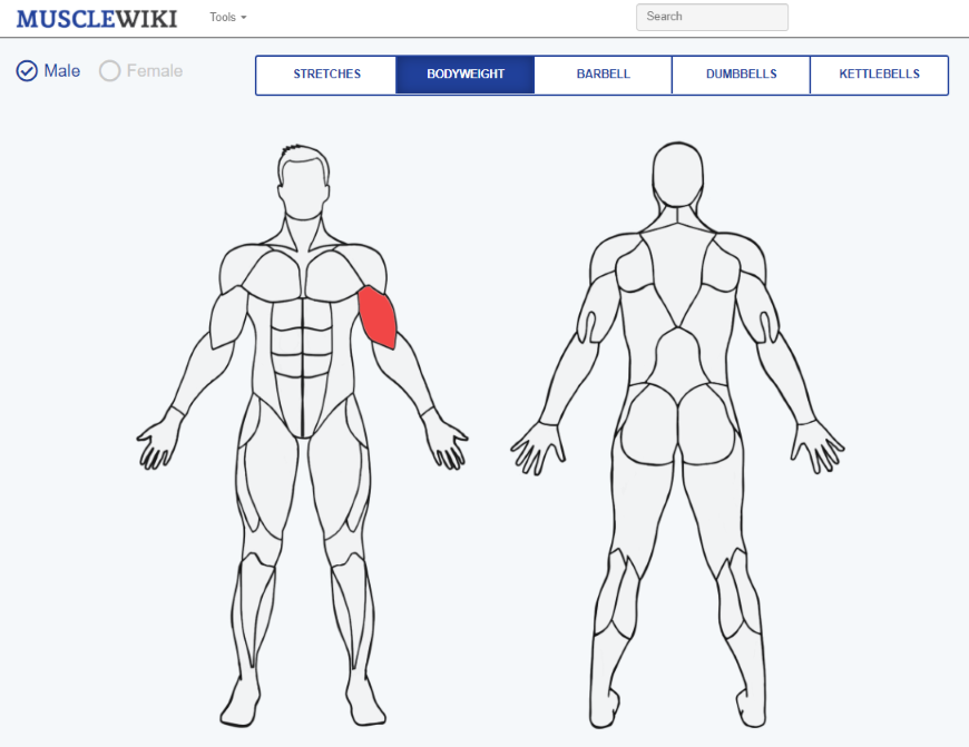 Muscle Wiki