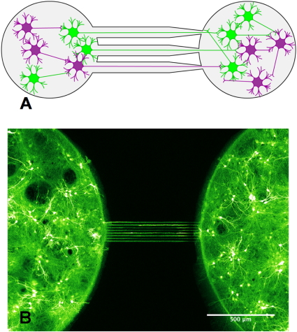 Neurons